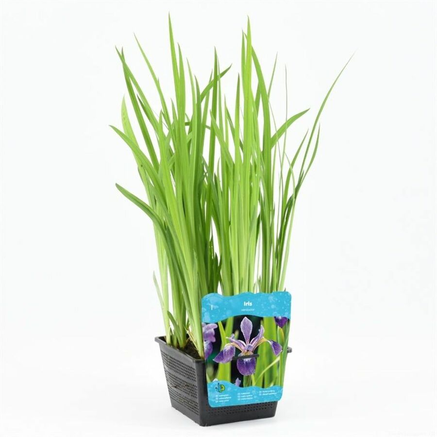 Vannplanter P18 (Sone 1-3)