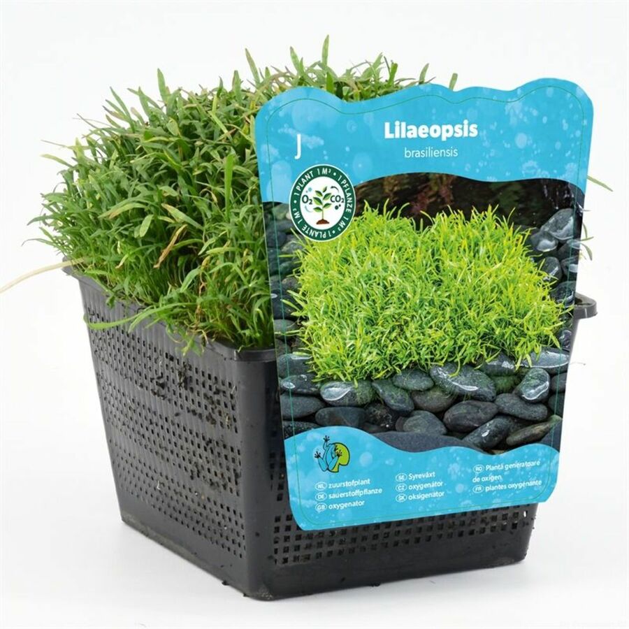 Oksygenplanter (sone 5)